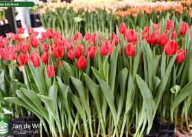 Tulipa Red Stone (1)